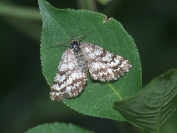 Skaliertes Bild Lepidoptera, Geometridae, Ematurga atomaria_2009_06_05--07-09-17.jpg 