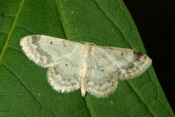 Skaliertes Bild Lepidoptera, Geometridae, Idaea biselata_2009_06_25--15-10-24.jpg 