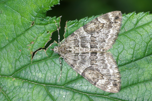 Skaliertes Bild Lepidoptera, Geometridae, Thera britannica_2008_09_08--12-34-15.jpg 