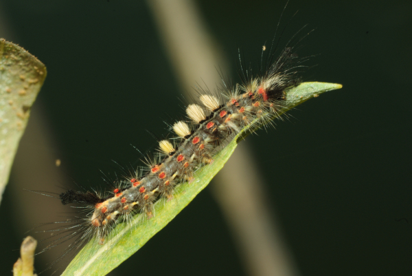 Skaliertes Bild Lepidoptera, Lymantriidae, Orgyia antiqua, Raupe_2009_06_08--07-25-34.jpg 
