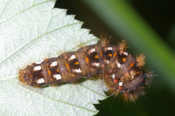 Skaliertes Bild Lepidoptera, Noctuidae, Acronicta rumicis, Ampfereule, Raupe_2006_09_24--11-27-10.jpg 
