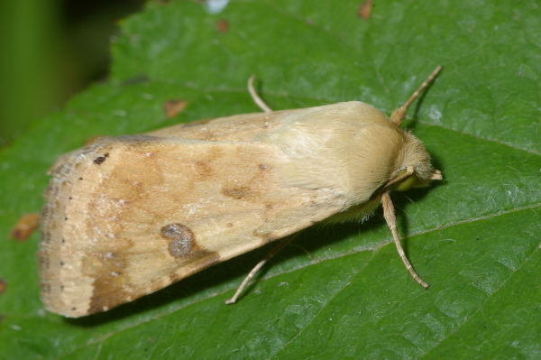 Skaliertes Bild Lepidoptera, Noctuidae, Orthosia cruda_2006_07_29--14-16-37.jpg 