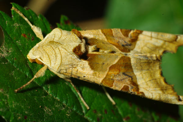 Skaliertes Bild Lepidoptera, Noctuidae, Trigonophora meticulosa, Achateule_2009_09_07--08-15-06.jpg 