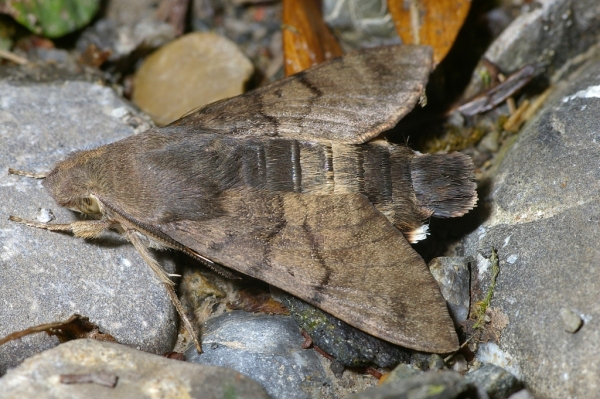 Skaliertes Bild Lepidoptera, Sphingidae, Macroglossum stellatarum_2006_07_29--15-10-04.jpg 