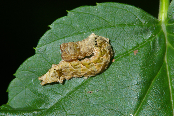 Skaliertes Bild Lepidoptera, Thyatiridae, Thyatira batis, Raupe, Tarnung als Vogelkot_2005_09_01--17-46-36.jpg 