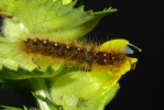 Vorschaubild Lepidoptera, Erebidae, Arctia caja, Raupe_2010_05_26--06-27-27.jpg 