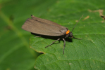 Vorschaubild Lepidoptera, Erebidae, Atolmis rubricollis, Rotkragenbaer_2009_06_14--10-34-18.jpg 