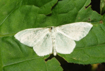 Vorschaubild Lepidoptera, Geometridae, Cabera pusaria_2009_06_21--11-16-52.jpg 