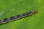 Vorschaubild Lepidoptera, Geometridae, Catarhoe, Raupe_2005_08_26--08-55-54.jpg 