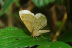 Vorschaubild Lepidoptera, Geometridae, Cepphis advenaria_2010_06_04--14-41-17.jpg 
