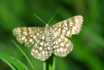 Vorschaubild Lepidoptera, Geometridae, Chiasmia clathrata_2010_05_26--06-58-52.jpg 