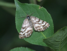 Vorschaubild Lepidoptera, Geometridae, Ematurga atomaria_2009_06_05--07-09-17.jpg 