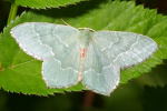 Vorschaubild Lepidoptera, Geometridae, Hemithea aestivaria_2008_06_24--07-41-44.jpg 