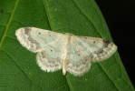 Vorschaubild Lepidoptera, Geometridae, Idaea biselata_2009_06_25--15-10-24.jpg 