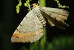 Vorschaubild Lepidoptera, Geometridae, Macaria liturata_2009_07_05--12-53-46.jpg 