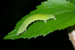 Vorschaubild Lepidoptera, Geometridae, Oporinia dilutata, Raupe_2005_05_17--19-01-46.jpg 