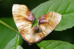 Vorschaubild Lepidoptera, Geometridae, Plagodis dolabraria_2008_05_23--13-18-11.jpg 