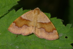 Vorschaubild Lepidoptera, Geometridae, Plagodis pulveraria_2006_06_09--12-00-14.jpg 
