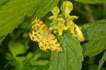 Vorschaubild Lepidoptera, Geometridae, Pseudopanthera macularia_2006_06_09--12-36-13.jpg 