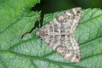 Vorschaubild Lepidoptera, Geometridae, Thera britannica_2008_09_08--12-34-15.jpg 