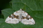 Vorschaubild Lepidoptera, Geometridae, Xanthorhoe montanata_2006_06_23--10-22-59.jpg 