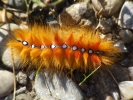 Vorschaubild Lepidoptera, Noctuidae, Acronicta aceris, Raupe_2007_08_13--16-50-31.jpg 