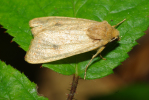 Vorschaubild Lepidoptera, Noctuidae, Agrochola lota, Herbsteule_2010_11_06--11-32-30.jpg 