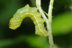 Vorschaubild Lepidoptera, Noctuidae, Amphipyra pyramidea, Raupe_2009_05_11--07-44-32.jpg 
