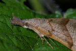 Vorschaubild Lepidoptera, Noctuidae, Hypena proboscidalis, Schnabeleule_2005_06_24--07-47-14.jpg 
