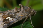 Vorschaubild Lepidoptera, Noctuidae, Phytometra gamma, Gammaeule_2006_07_29--14-17-49.jpg 