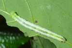 Vorschaubild Lepidoptera, Noctuidae, Scoliopteryx libatrix, Raupe_2010_06_14--11-15-44.jpg 