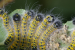 Vorschaubild Lepidoptera, Notodontidae, Phalera bucephala, Mondfleck, Raupenspiegel_2008_08_17--12-46-59.jpg 