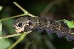 Vorschaubild Lepidoptera, Sphingidae, Deilephila elpenor, Raupe_2006_09_10--17-56-02.jpg 