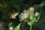 Vorschaubild Lepidoptera, Sphingidae, Macroglossum stellatarum, vor Distelbluete schwebend_2007_08_27--08-08-12.jpg 