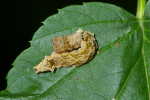 Vorschaubild Lepidoptera, Thyatiridae, Thyatira batis, Raupe, Tarnung als Vogelkot_2005_09_01--17-46-36.jpg 