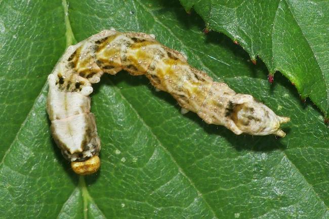 ../previews/023-Lepidoptera, Drepanidae, Thyatira batis, Roseneule, Raupe_2023_08_26--10-59-38.jpeg.medium.jpeg