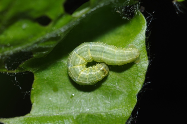 ../previews/030-Lepidoptera, Geometridae, Alsophila aescularia, Larve_2014_04_26--13-46-35.jpeg.medium.jpeg