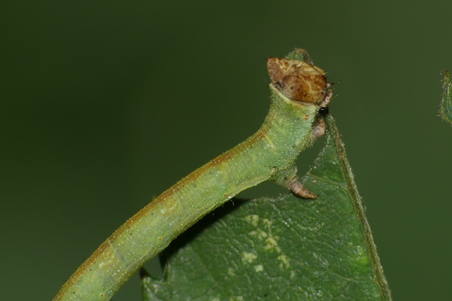 ../previews/032-Lepidoptera, Geometridae, Biston betularia, Larve_2020_09_14--10-46-25.jpeg.medium.jpeg