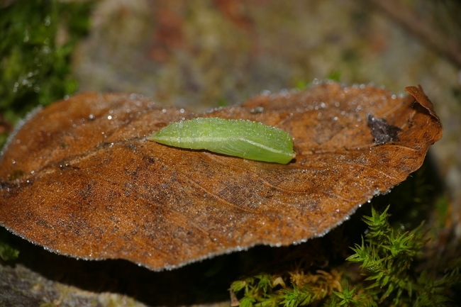 ../previews/040-Lepidoptera, Geometridae, Cyclophora, Puppe_2016_12_10--10-57-26.jpeg.medium.jpeg