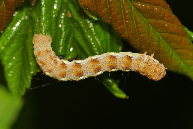 ../previews/044-Lepidoptera, Geometridae, Erannis defoliaria, Groser Frostspanner, Larve_2020_04_30--11-38-31.jpeg.medium.jpeg