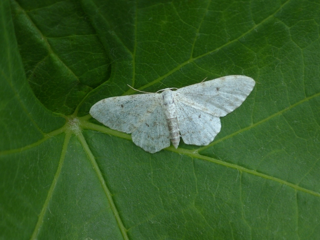 ../previews/047-Lepidoptera, Geometridae, Idaea_2016_06_09--08-42-19.jpeg.medium.jpeg