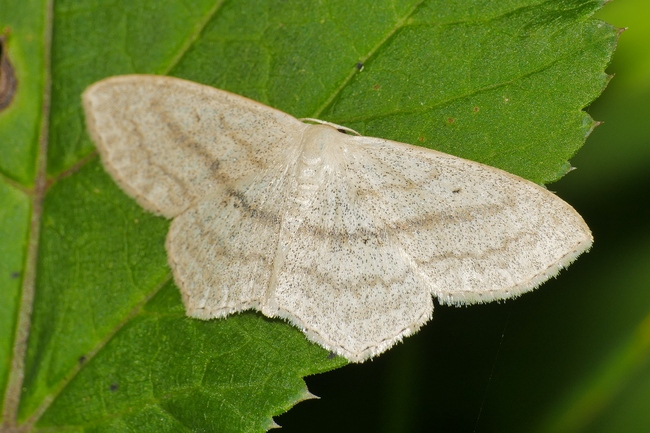 ../previews/050-Lepidoptera, Geometridae, Idaea mutilata_2020_07_03--16-44-54.jpeg.medium.jpeg