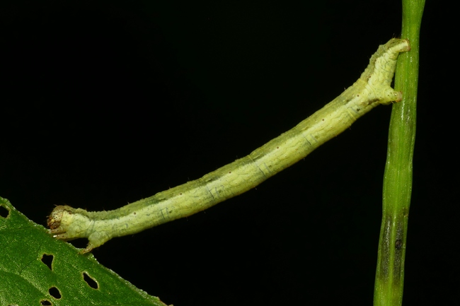 ../previews/052-Lepidoptera, Geometridae, Larve_2022_06_06--10-40-55.jpeg.medium.jpeg