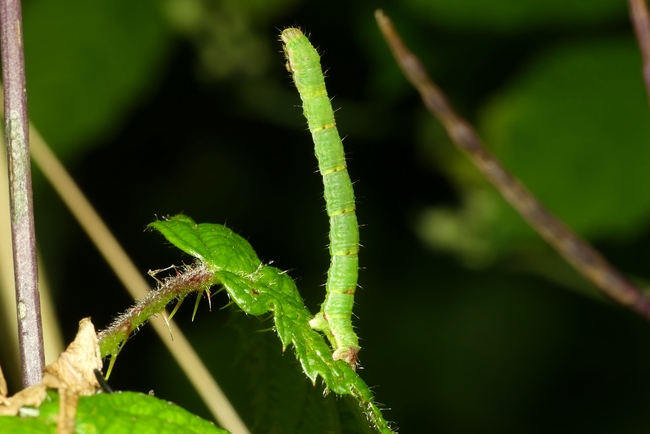 ../previews/053-Lepidoptera, Geometridae, Larve_2022_07_11--10-15-29.jpeg.medium.jpeg