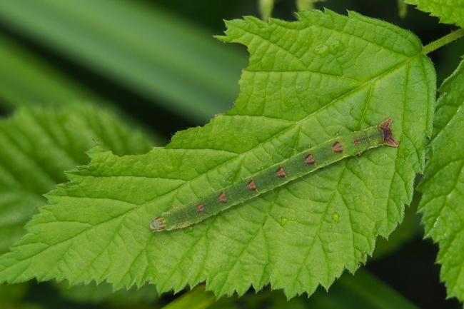 ../previews/059-Lepidoptera, Geometridae, Mesoleuca albicillata, Larve_2018_07_06--10-04-02.jpeg.medium.jpeg