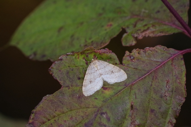 ../previews/060-Lepidoptera, Geometridae, Operophtera brumata_2016_11_13--15-13-51.jpeg.medium.jpeg