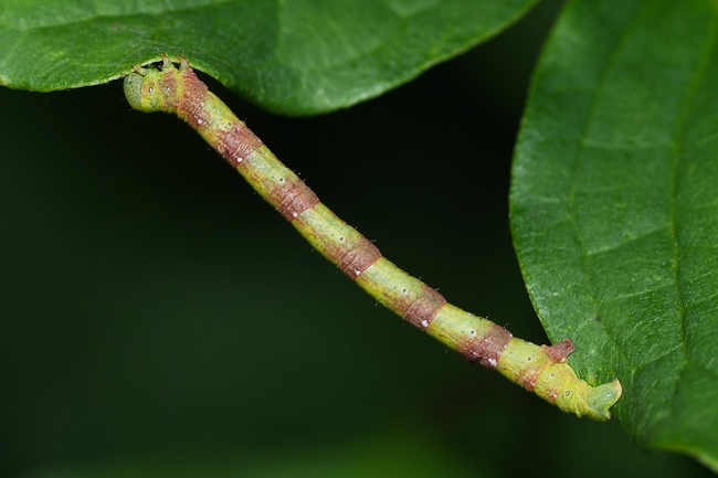 ../previews/065-Lepidoptera, Geometridae, Parectropis similaria, Weissfleck-Rindenspanner, Raupe_2022_08_05--13-34-05.jpeg.medium.jpeg