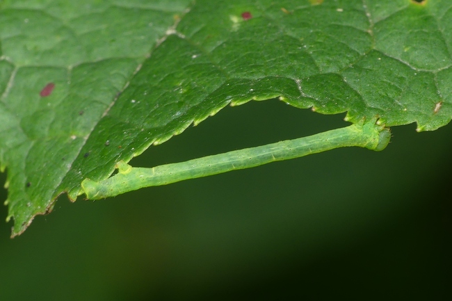 ../previews/068-Lepidoptera, Geometridae, Raupe_2023_07_10--11-34-08.jpeg.medium.jpeg