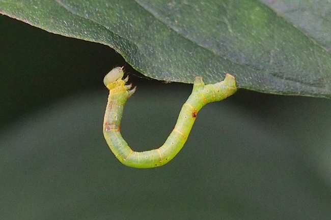 ../previews/069-Lepidoptera, Geometridae, Raupe_2023_08_09--10-43-30.jpeg.medium.jpeg