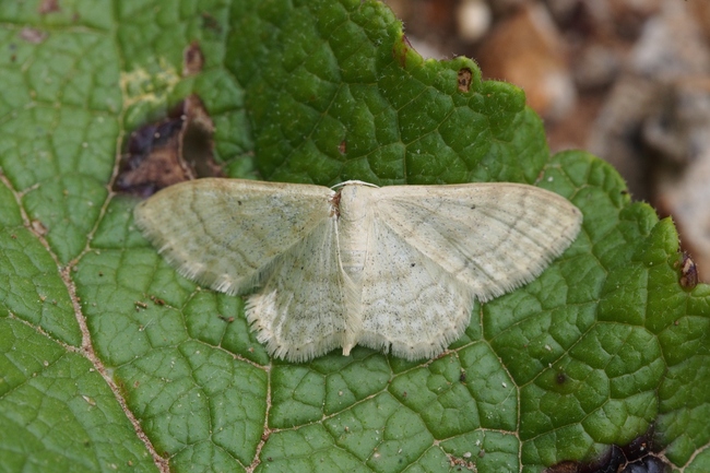 ../previews/071-Lepidoptera, Geometridae, Scopula immutata_2016_06_10--09-08-27.jpeg.medium.jpeg